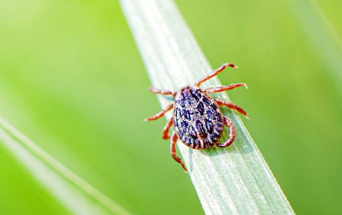 Can thermotherapy help my lyme disease